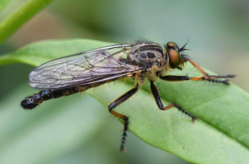 Neoitamus cyanurus